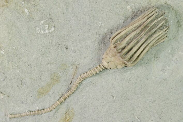 Fossil Crinoid (Macrocrinus) - Crawfordsville, Indiana #150431